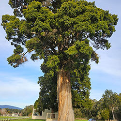 First of its kind Tōtara height-diameter model