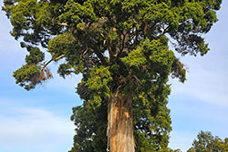 First of its kind Tōtara height-diameter model