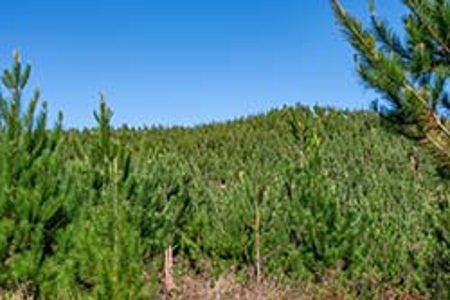 Study of Waikato forestry’s role in GHG emissions recommended