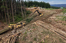 Week of forestry workshops in Rotorua