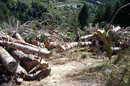 Can NZ forestry resources mitigate climate change?